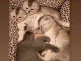 Scottish Fold Yavrular