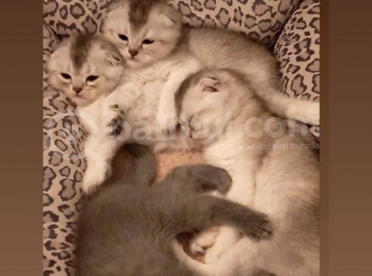 Scottish Fold Yavrular görsel