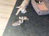Scottish Fold Yavrular