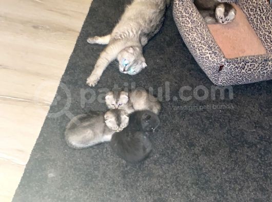 Scottish Fold Yavrular görsel
