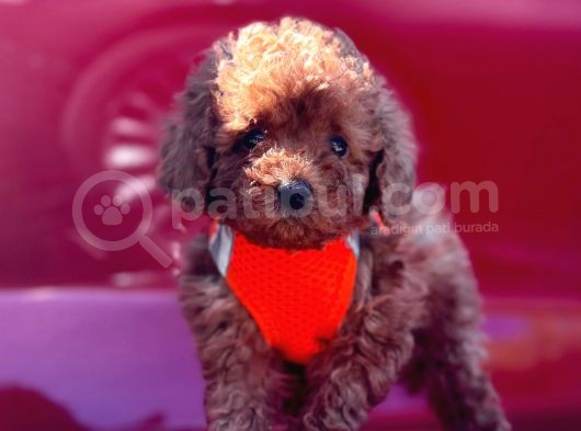 Safkan Toy Poodle Yavrular görsel