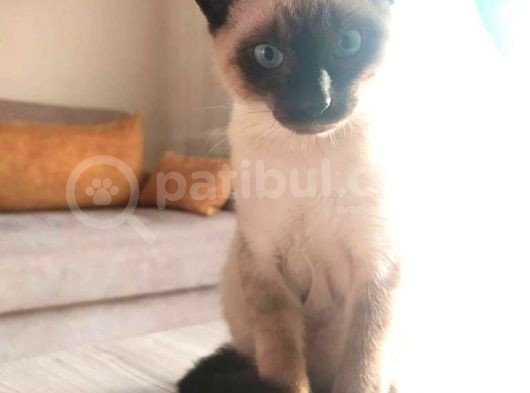 4 Aylık Safkan Erkek Siyam Kedisi görsel