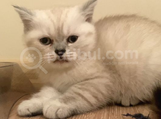 Brithis Longhair Dişi 2Aylık