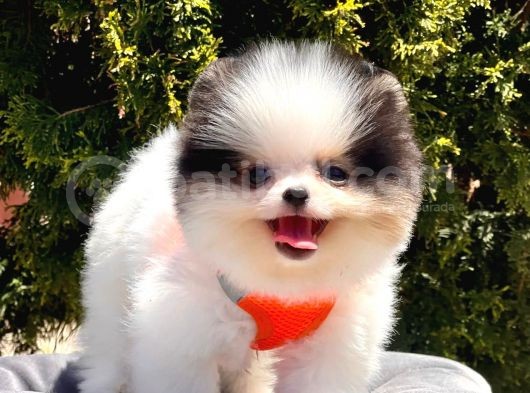 Safkan Teddy Bear Pomeranian Yavrularımız görsel