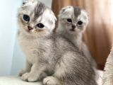 Scottish Fold Yavrular
