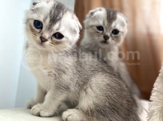 Scottish Fold Yavrular görsel