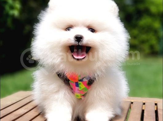 Pomeranian Boo Teddy Bear Yavrular görsel