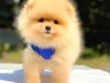Tüm Renk Pomeranian Boo Yavrumuz Mevcuttur