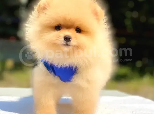 Tüm Renk Pomeranian Boo Yavrumuz Mevcuttur görsel