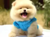 Tüm Renk Pomeranian Boo Yavrumuz Mevcuttur