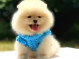 Tüm Renk Pomeranian Boo Yavrumuz Mevcuttur