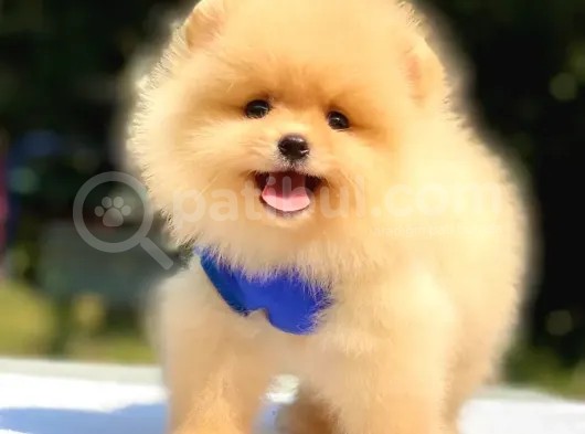 Tüm Renk Pomeranian Boo Yavrumuz Mevcuttur görsel