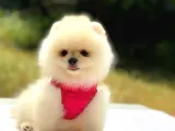 Tüm Renk Pomeranian Boo Yavrumuz Mevcuttur
