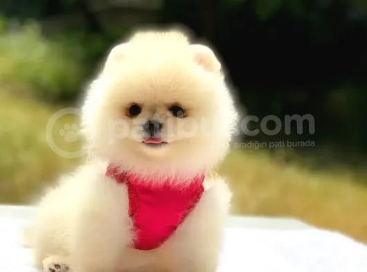 Tüm Renk Pomeranian Boo Yavrumuz Mevcuttur görsel