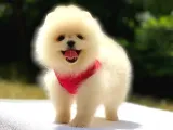 Tüm Renk Pomeranian Boo Yavrumuz Mevcuttur