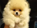 Tüm Renk Pomeranian Boo Yavrumuz Mevcuttur