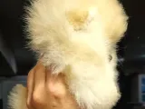 Tüm Renk Pomeranian Boo Yavrumuz Mevcuttur