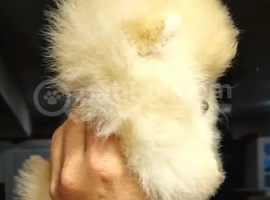 Tüm Renk Pomeranian Boo Yavrumuz Mevcuttur görsel