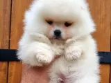 Tüm Renk Pomeranian Boo Yavrumuz Mevcuttur