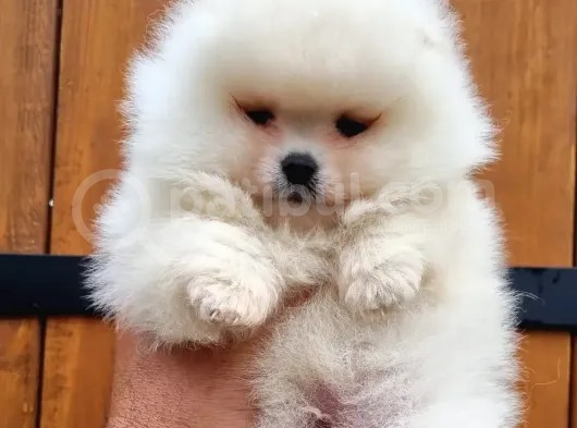 Tüm Renk Pomeranian Boo Yavrumuz Mevcuttur görsel