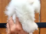 Tüm Renk Pomeranian BOO Yavrumuz Mevcuttur