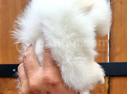 Tüm Renk Pomeranian Boo Yavrumuz Mevcuttur