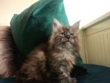 Erkek Maine Coon Anne Ve Baba Secereli