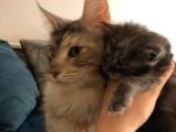 Erkek Maine Coon Anne Ve Baba Secereli