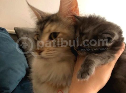 Erkek Maine Coon Anne Ve Baba Secereli görsel
