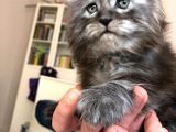 Erkek Maine Coon Anne Ve Baba Secereli
