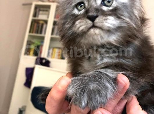Erkek Maine Coon Anne Ve Baba Secereli görsel