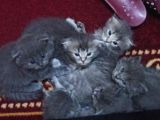 Scotish Fold Tabby Ve British Shorthair Karışık Yavrular 3 Dişi 3 Erkek