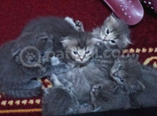 Scotish Fold Tabby Ve British Shorthair Karışık Yavrular 3 Dişi 3 Erkek görsel