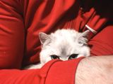 British Shorthair Blue Point