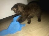 Satılık Orijinal British Shorthair Yavrusu