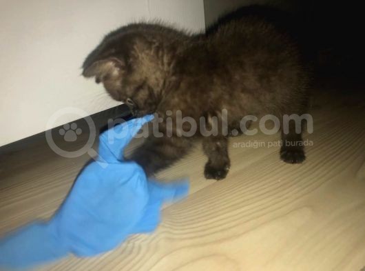 Satılık Orijinal British Shorthair Yavrusu görsel