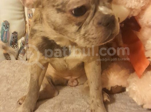 Blue Tan Taşıyıcılı Micro Kızımız görsel