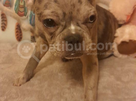 Blue Tan Taşıyıcılı Micro Kızımız görsel