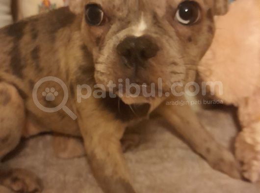 Blue Tan Taşıyıcılı Micro Kızımız görsel