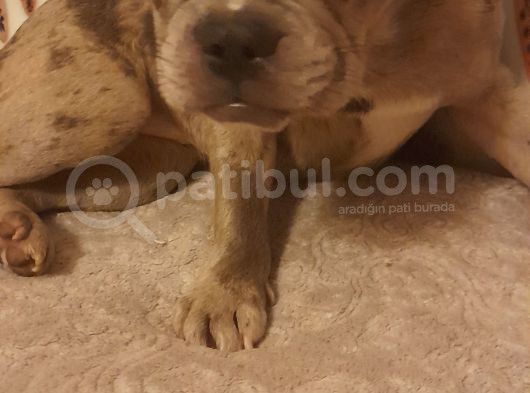 Blue Tan Taşıyıcılı Micro Kızımız