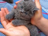 Duman Rengi British Shorthair