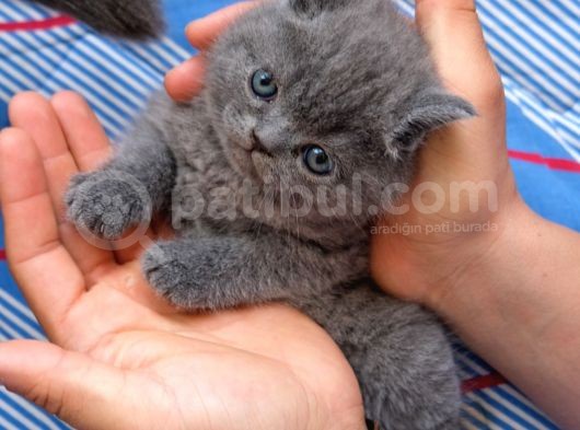 Duman Rengi British Shorthair görsel