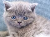 Duman Rengi British Shorthair