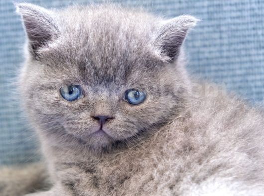 Duman Rengi British Shorthair görsel