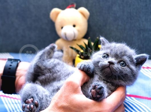 Duman Rengi British Shorthair