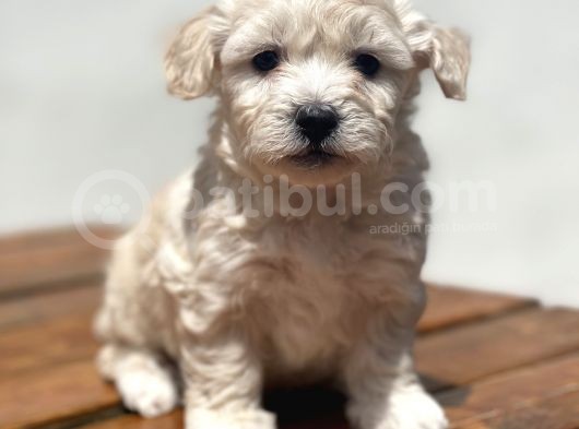 Show Kalite Maltipoo Yavrular