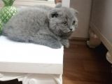 Yavru Erkek Scottish Fold