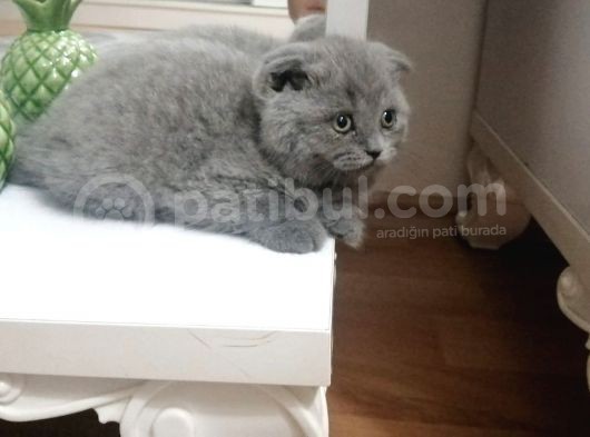 Yavru Erkek Scottish Fold görsel