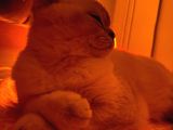 British Shorthair Blue Point