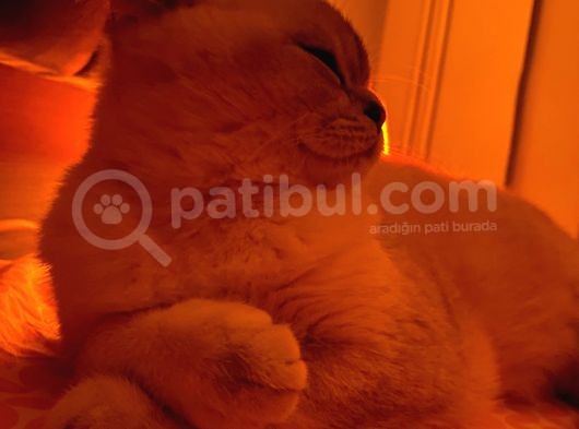 British Shorthair Blue Point